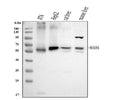 Anti-Monoamine Oxidase A/MAOA Antibody Picoband®