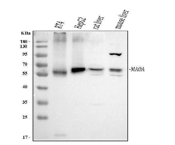 Anti-Monoamine Oxidase A/MAOA Antibody Picoband®