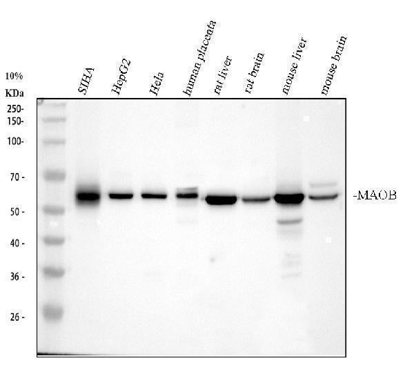 Anti-Monoamine Oxidase B/MAOB Antibody Picoband®