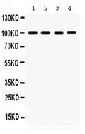 Anti-MAPK6 Antibody Picoband®