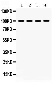 Anti-MAPK6 Antibody Picoband®