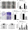 Anti-MMP9 Antibody Picoband®