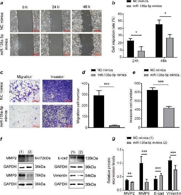 Anti-MMP9 Antibody Picoband®