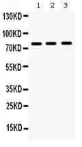 Anti-MMP9 Antibody Picoband®