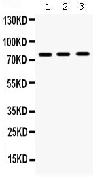 Anti-MMP9 Antibody Picoband®