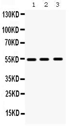 Anti-MMP10 Antibody Picoband®