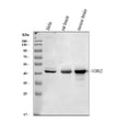 Anti-NDRG2 Antibody Picoband®