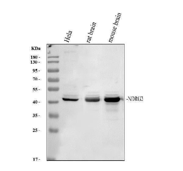Anti-NDRG2 Antibody Picoband®