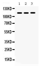 Anti-CARD12/NLRC4 Antibody Picoband®