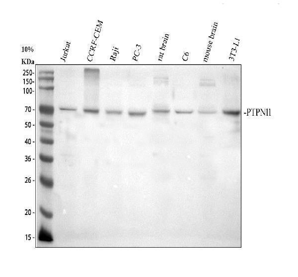 Anti-SHP2/PTPN11 Antibody Picoband®