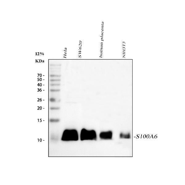 Anti-S100 alpha 6/S100A6 Antibody Picoband®