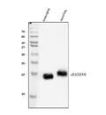 Anti-S100A9 Antibody Picoband®