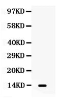 Anti-Lymphotactin/XCL1 Antibody Picoband®