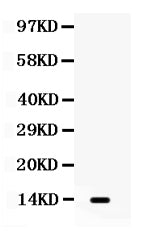 Anti-Lymphotactin/XCL1 Antibody Picoband®