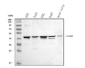 Anti-AIM2 Antibody Picoband®