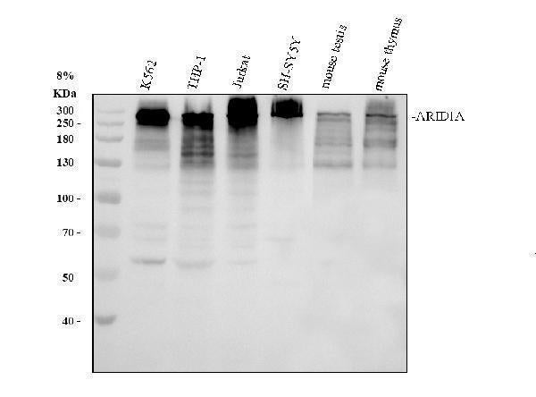 Anti-ARID1A Antibody Picoband®