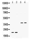 Anti-BMP2 Antibody Picoband®