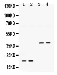Anti-BMP2 Antibody Picoband®
