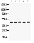 Anti-BMP4 Antibody Picoband®