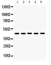Anti-BMP4 Antibody Picoband®