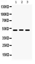 Anti-BMP5 Antibody Picoband®