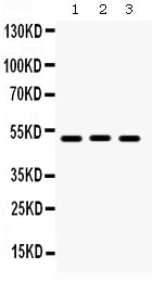 Anti-BMP5 Antibody Picoband®