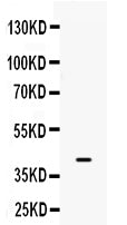Anti-BMP6 Antibody Picoband®