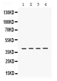 Anti-Caseine Kinase 1 alpha/CSNK1A1 Antibody Picoband®