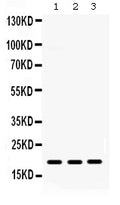 Anti-MIG/CXCL9 Antibody Picoband®