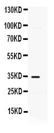 Anti-IP10/CXCL10 Antibody Picoband®