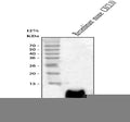 Anti-IP10/CXCL10 Antibody Picoband®