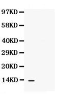 Anti-BCA1/CXCL13 Antibody Picoband®