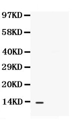 Anti-BCA1/CXCL13 Antibody Picoband®