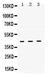 Anti-ELAVL4 Antibody Picoband®
