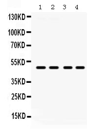 Anti-PAR2/F2RL1 Antibody Picoband®