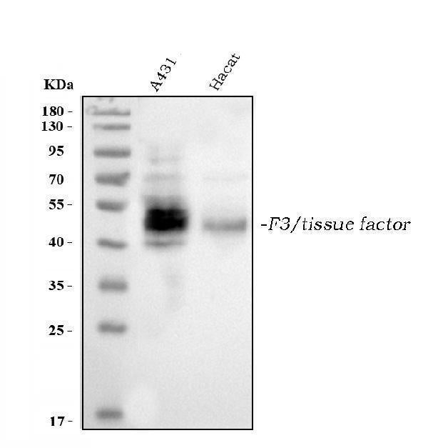 Anti-Tissue Factor/F3 Antibody Picoband®