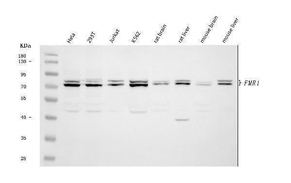 Anti-FMRP/FMR1 Antibody Picoband®