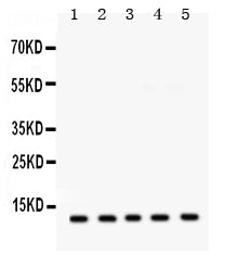Anti-FXYD1 Antibody Picoband®