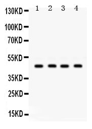 Anti-GJC2 Antibody Picoband®