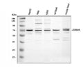 Anti-GRK5 Antibody Picoband®
