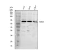 Anti-GRK6 Antibody Picoband®