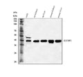 Anti-IGFBP3 Antibody Picoband®