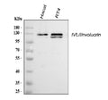 Anti-Involucrin/IVL Antibody Picoband®