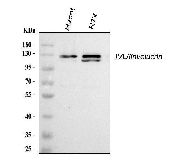 Anti-Involucrin/IVL Antibody Picoband®