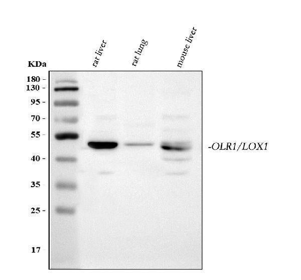 Anti-LOX Antibody Picoband®