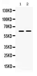 Anti-LOXL1 Antibody Picoband®