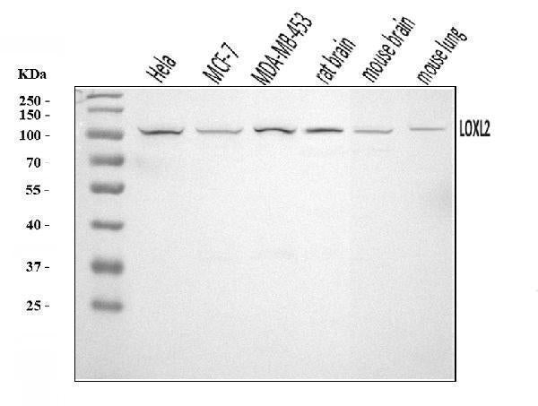 Anti-LOXL2 Antibody Picoband®