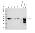 Anti-SAPK4/MAPK13 Antibody Picoband®
