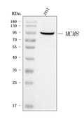 Anti-MCM8 Antibody Picoband®