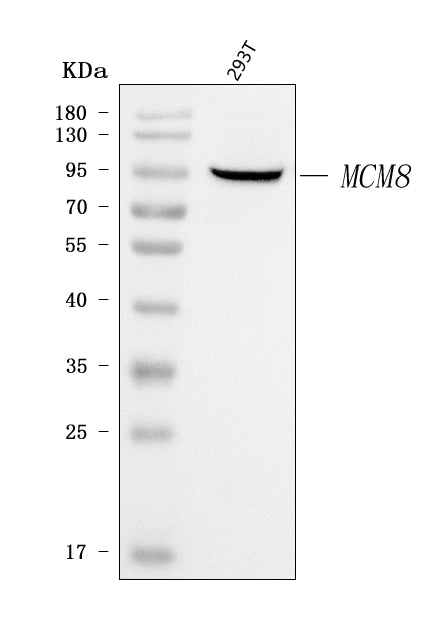 Anti-MCM8 Antibody Picoband®